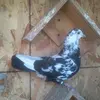 darrellcrowder571 - @darrellcrowder571 - TikTok