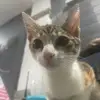 Cattttt 🐱 ྀིྀི - @darrell.cheeks - TikTok