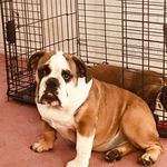 Darrell Lake - @jimbob1285 - Instagram