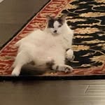 Bobjr Super Model - @darrell.layne - Instagram