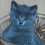 Darrell  Lucas - @lucasbluecat - Instagram