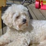 Darrell MacDonald - @macdonald.darrell - Instagram