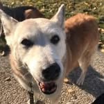 Darrell Macdonald - @darrell.macdonald - Instagram