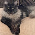 Darrell Macdonald - @mainecoon__blueeclipse - Instagram