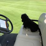 Darrell McDonald - @macthegolfpro - Instagram