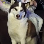 Darrell Peltier - @chompeychomp2006 - Instagram