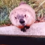 Darrell Pendley - @ldpendley48 - Instagram