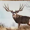 Darrell Peters - @darrell.peters3 - TikTok
