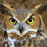 Darrelle Pickette - @darrellpickett63 - Instagram