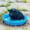 Darrell Pig (Anna Bruty = mom) - @darrellpig - TikTok