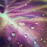 Darrell Sample - @ghollydub - Instagram