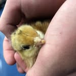 Darrell Sawyer Reis - @darrell_the_chicken - Instagram