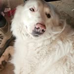 darrell john schneider - @dog_stella25 - Instagram