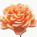 Darryl Tanner - @darryl_tanner - Instagram