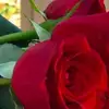Darrell Timmons - @darrelltimmons_7320 - TikTok