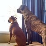 Darrell Webster - @darrellwebster72 - Instagram