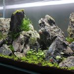 Darren Arnold - @the_aquascaping_novice - Instagram