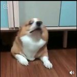 Darren Baxter - @the_fitness_gram_pacer_test_is - Instagram