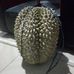 Duren Berlian - Facebook