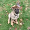 Darren Bone530 - @cocopuppygsd - TikTok