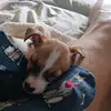 Kaptin D - @darrenbourque - TikTok