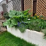 Darren Crook - @3rdfromthegateallotment - Instagram
