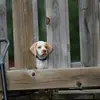 darrenvisser - @darrenvisser - TikTok
