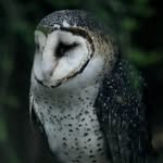 Darren Eagle - @darren_eagle_wildlife - Instagram