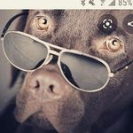 darren everett - @bigdog_darren - Instagram