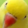 Darrin Halstead - @darrin.halstead - TikTok