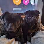 Darren Hutton - @frankanbert - Instagram