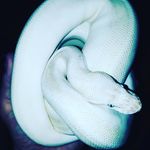 Darren Malone - @daz.malone - Instagram