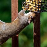 Darren McNulty - @mrsquirrelfeeder - Instagram