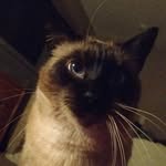 Darren Nipper - @mixtapehorse - Instagram