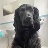 Darren Percival613 - @dpzsct - TikTok