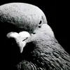 /*^*\ - @darren.samaroo30 - TikTok