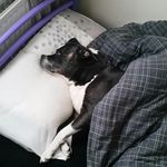 Darren Sharp - @darren.sharp.167 - Instagram