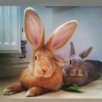 Darren Craig - @darren_penny_sheldon - Instagram