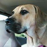 Darren Shelley - @darren.shelley.2 - Instagram