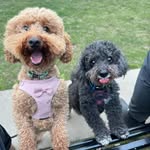 Darren Sternschuss-Howes - @darrensternschusshowes - Instagram