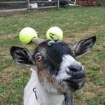 Phill Darren Tapper - @tennisgoatlover48 - Instagram