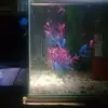 Darren Thom - @darren.thom - TikTok
