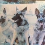 Darren Miller - @darrentrainsdogs - Instagram