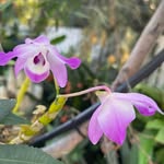 Darren Vizer - @darrenvizer - Instagram