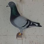 Darren Wheatley - @darren_wheatley_ - Instagram