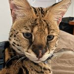 Darren Whyte - @serval2019 - Instagram