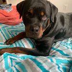 Darrien King - @lil_darrien - Instagram