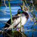 Darrin Armstrong Photography - Facebook