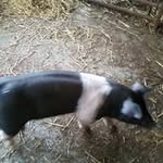 Darrin Scott - @darrinscott5389 - Instagram