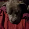 Darryl COLLINS - @darryl.collins6 - TikTok